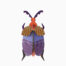 Queen-Beetle studio roof